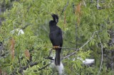 Anhinga Perched just above Nest