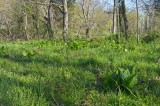 Flood Plain Bottomland