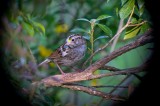Unusual White-throated Sparrow (Male)