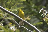 Wilsons Warbler (Male)