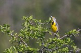 Eastern Meadowlark