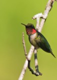 Ruby-throated Hummingbird (Male)