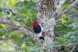 Red-headed Woodpecker