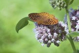 Great Spangled Fritillary