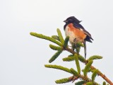 Eastern Towhee (Male)