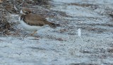 Piping Plovers