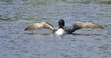Evening Preening on Folsom Pond