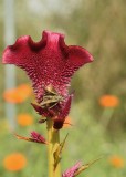 Skipper on a Cockscomb