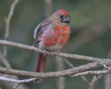 Northern Cardinal (Immature Male)