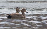 Gadwall and Female Ring-necked Ducks