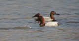 Canvasbacks