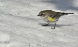 Virginias Winter Warbler