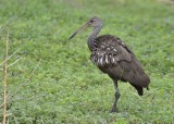 Limpkin