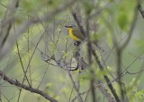 Yellow-breasted Chat