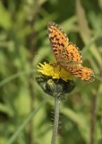 Silver-bordered Fritillary Butterfly