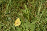 Sleepy Orange Sulfur Butterfly