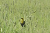 Yellow-headed Blackbird