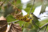 Philadelphia Vireo