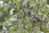 Song Sparrow