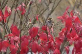 White-throated Sparrow (Male)