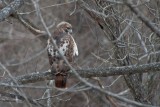 Red-tailed Hawk