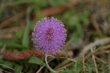 Mimosa pigra