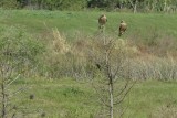 Pair of Red-shouldered Hawks