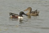 Pair of Northern Shovelers