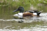 Northern Shoveler (Male)