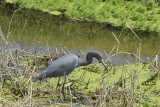 Little Blue Heron