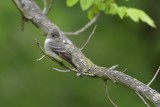 Least Flycatcher