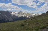 Elk Herd above 11,000