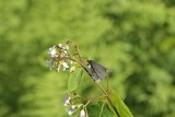 Virginia Ctenucha Moth