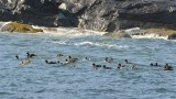 Common Eiders