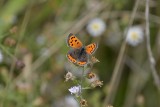 American Copper Butterful