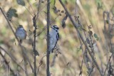 Downy Woodpecker (Male)