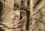 Red-tailed Hawk (Immature)