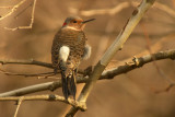 Northern Flicker (Female)