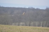 Short-eared Owl