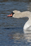Knölsvan - Mute Swan (Cygnus Olor)