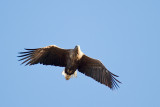 Havsörn - White-tailed Eagle (Haliaeetus Albicilla)