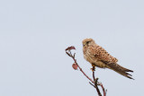 Tornfalk - Common Kestrel (Falco Tinnunculus)
