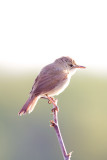 Busksångare - Blyths Reed Warbler (Acrocephalus Dumetorum)