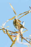 Tajgasångare - Yellow-browed Warbler (Phylloscopus Inornatus)
