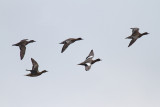 Bläsand - Eurasian Wigeon (Anas Penelope)