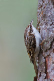 Trädkrypare - Eurasian Treecreeper (Certhia Familiaris)
