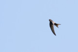 Tornseglare - Common Swift (Apus Apus)