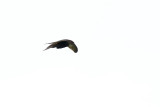 Tornseglare - Common Swift (Apus Apus)