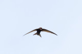 Tornseglare - Common Swift (Apus Apus)