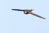 Tornseglare - Common Swift (Apus Apus)